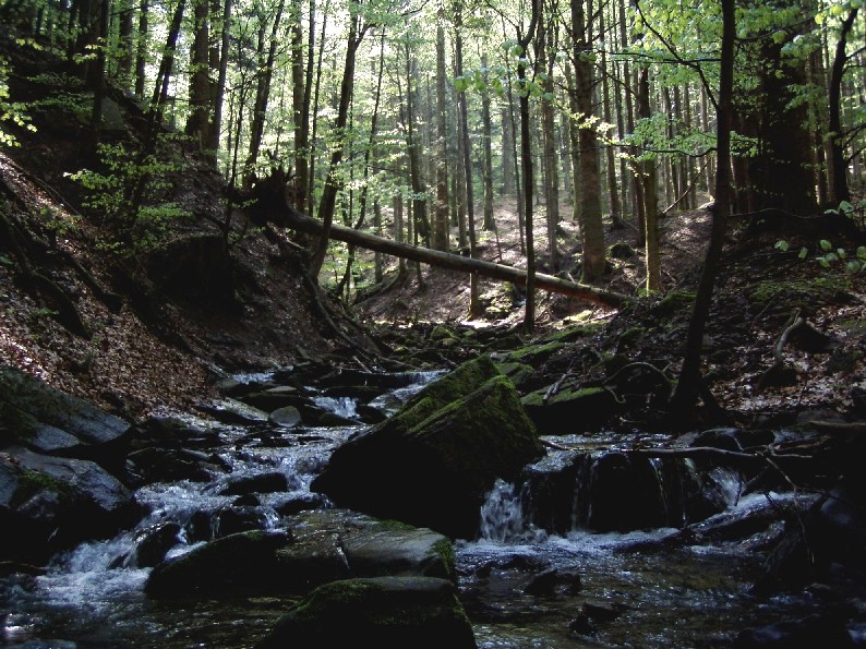 Foreste Casentinesi: La Lama e dintorni